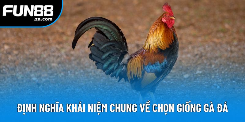 Định nghĩa khái niệm chung về cách chọn giống gà đá