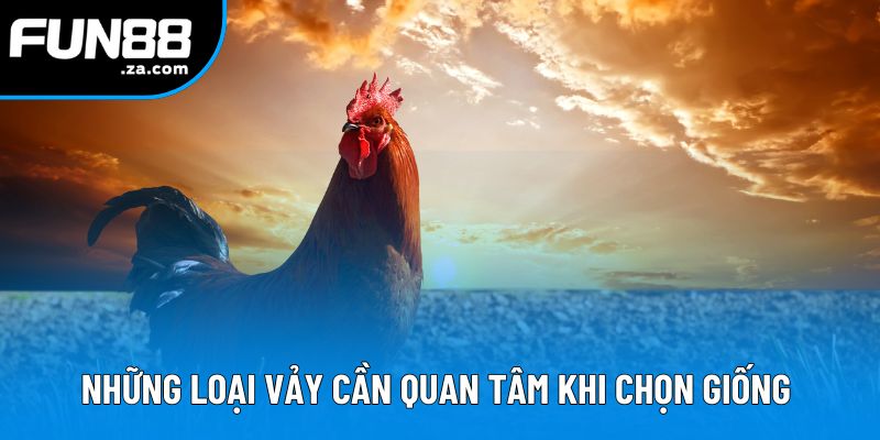 Những loại vảy cần quan tâm tronh cách chọn giống gà đá