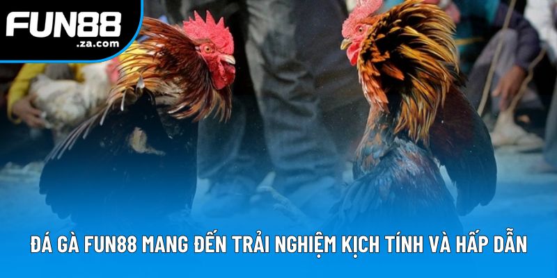 Đá gà Fun88 mang đến trải nghiệm kịch tính và hấp dẫn