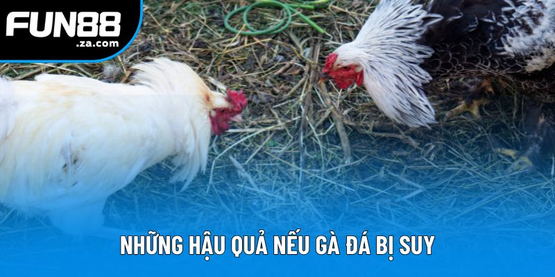 Những hậu quả nếu gà đá bị suy
