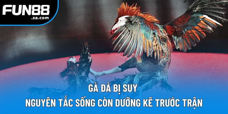 Gà Đá Bị Suy | Nguyên Tắc Sống Còn Dưỡng Kê Trước Trận